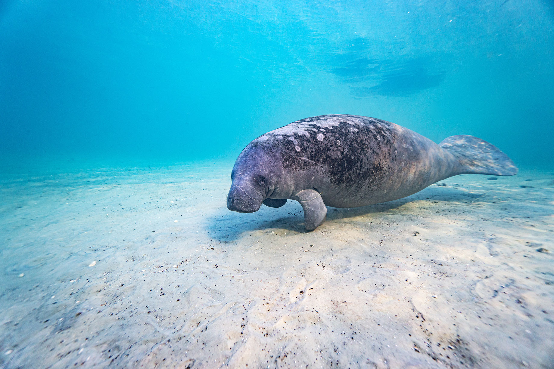 Crystal River, Florida: The Manatee Haven