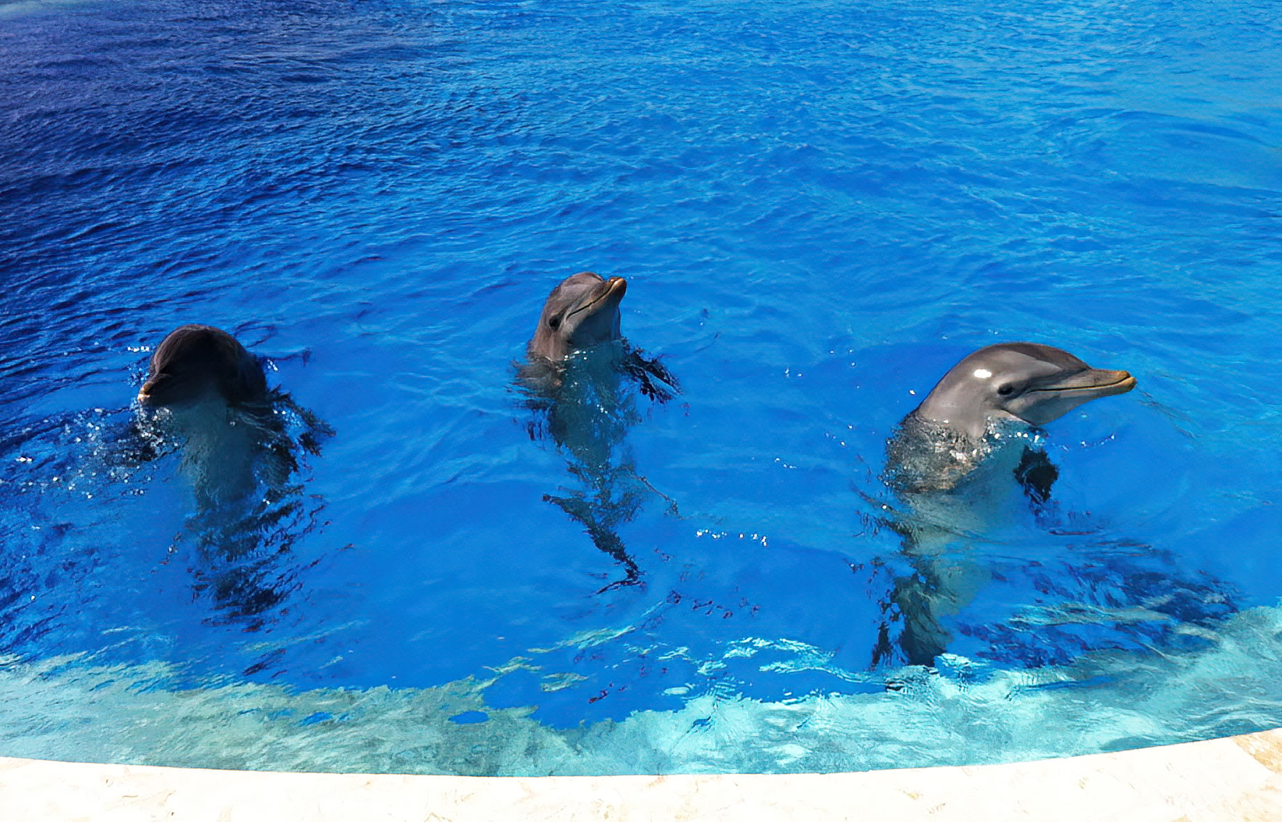 Dolphin Encounters at Ocean Adventures Punta Cana, Dominican Republic