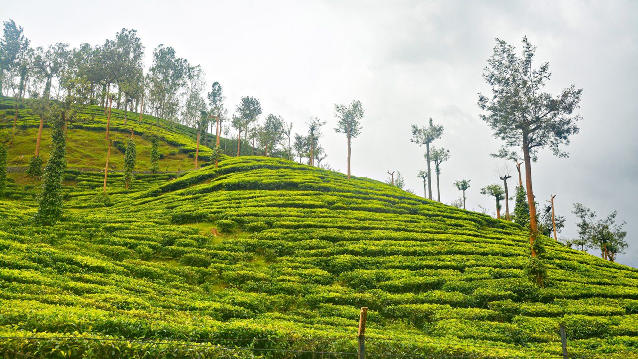 Tea Plantation in Thekkady, Kerala, India