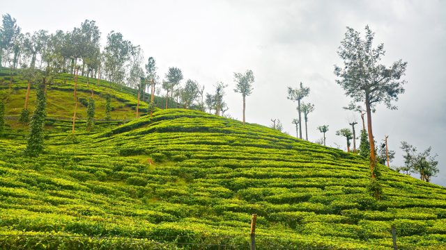 Tea Plantation in Thekkady, Kerala, India