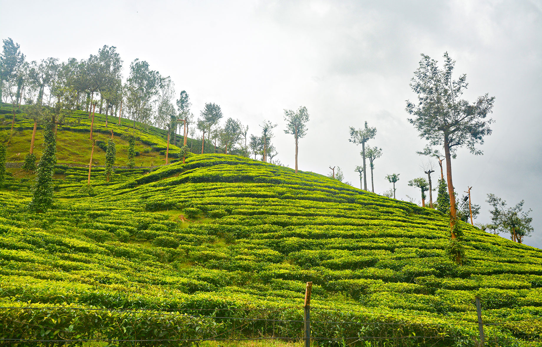 Tea Plantation in Thekkady, Kerala, India