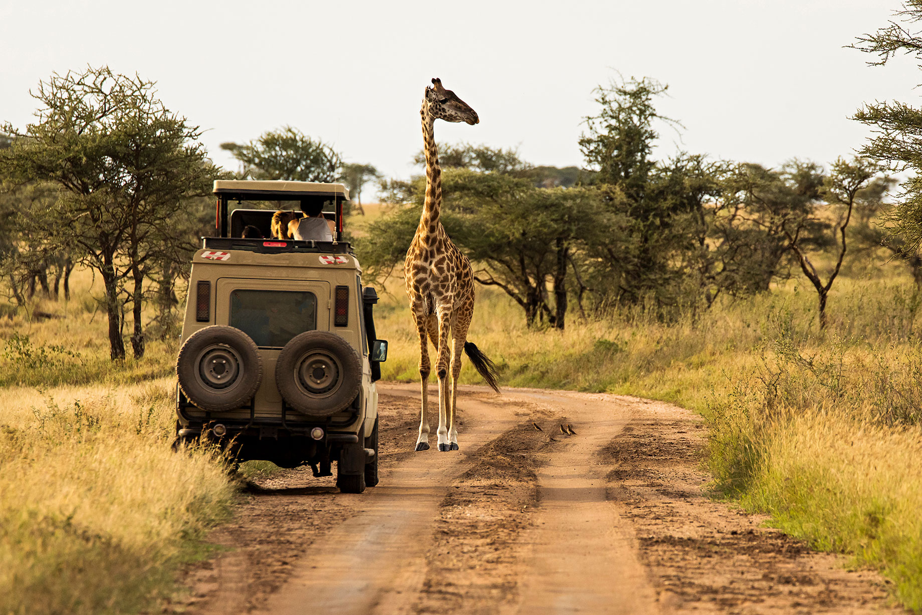 Giraffe Sighting on a Safari in Serengeti National Park, Tanzania