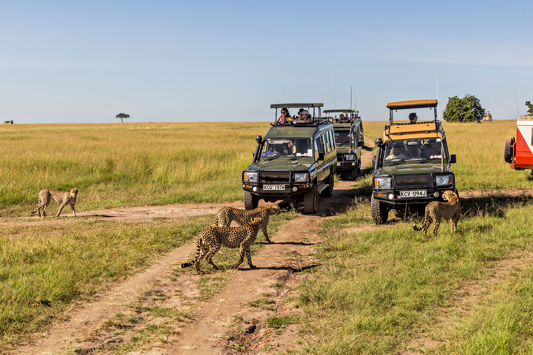 Safari Vehicles and Cheetahs in Masai Mara National Reserve, Kenya