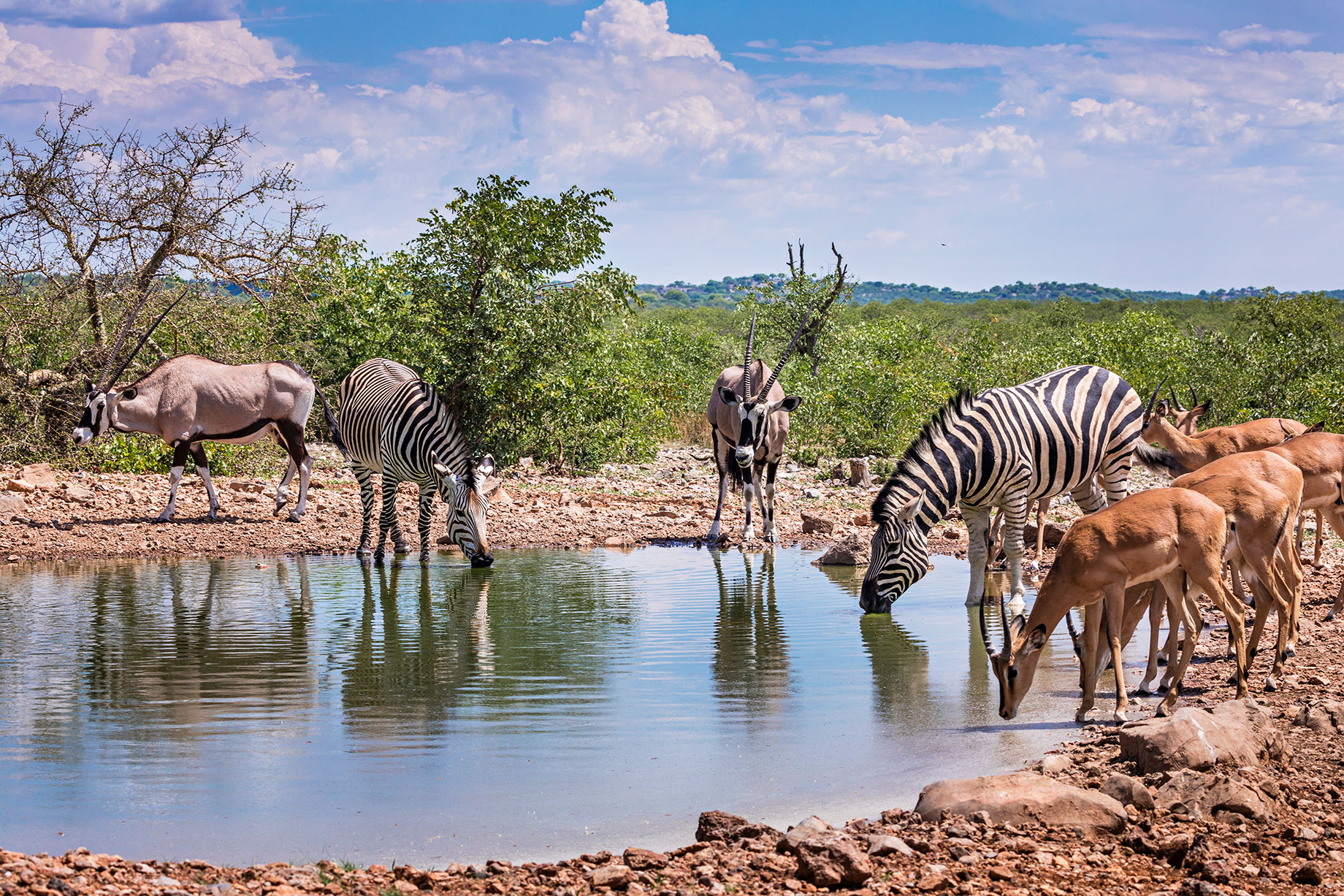 Zebras, Gemsbok, and Impala Share a Waterhole in Etosha National Park, South Africa