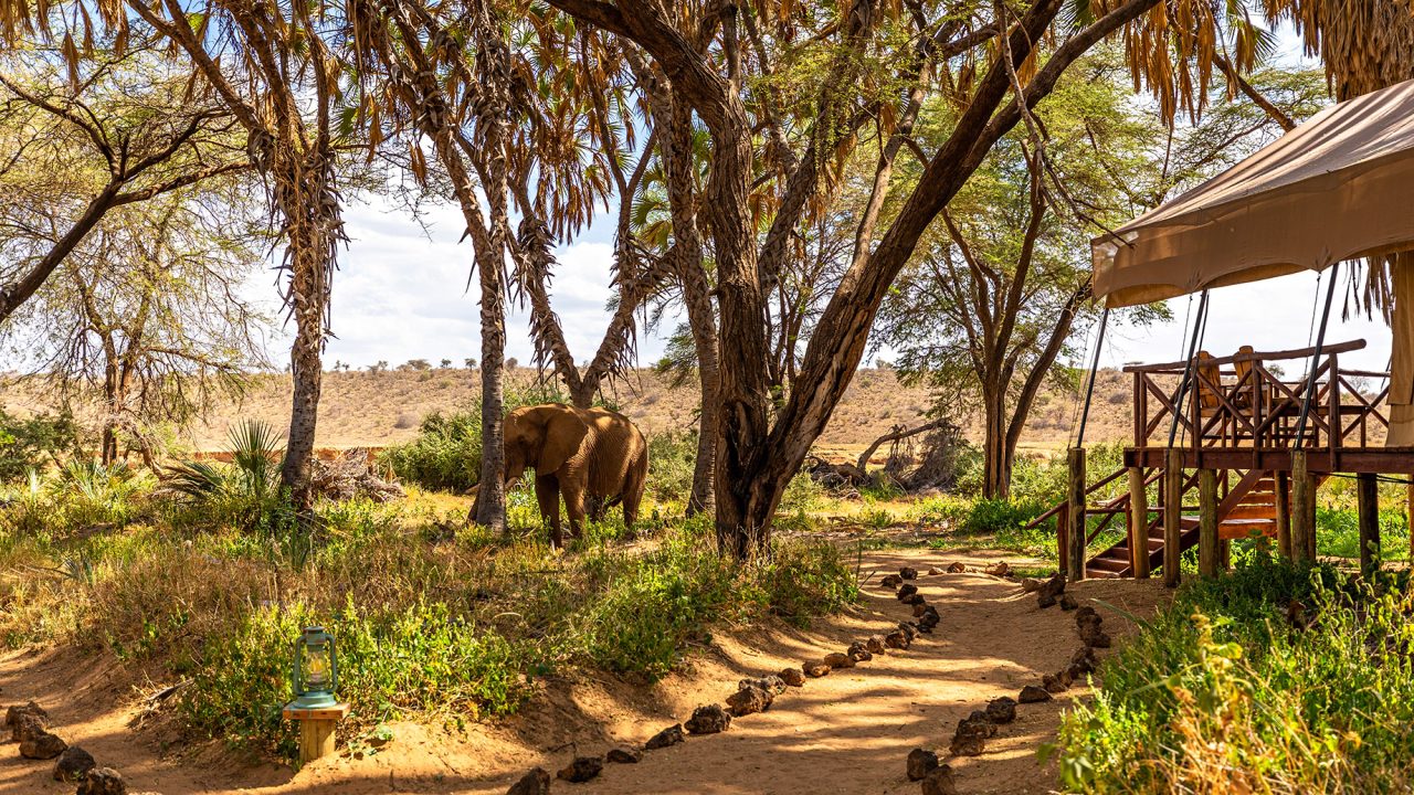 Loxodonta Africana Elephant at a Tented Camp in Samburu National Reserve, Kenya