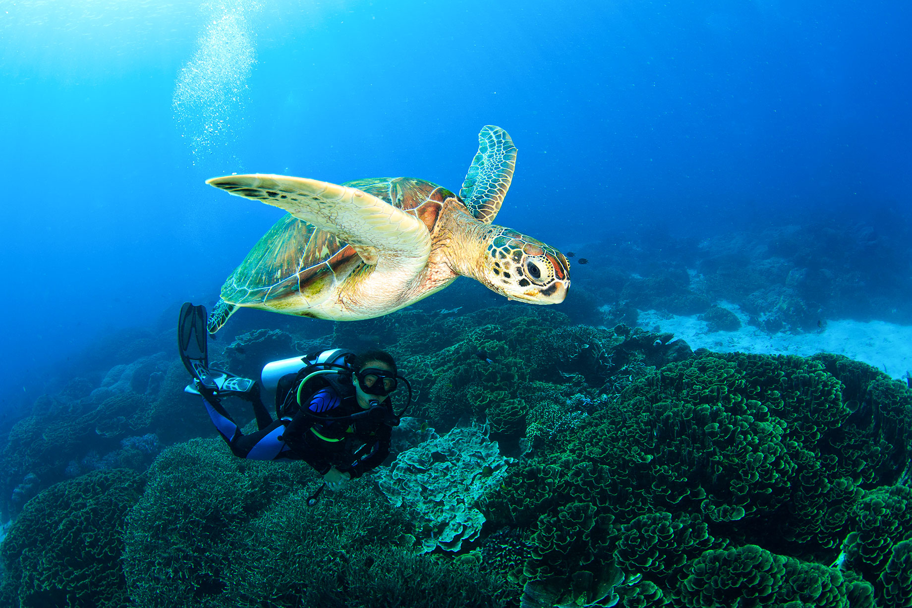 A green sea turtle swims above a scuba diver and coral reef in the blue waters of Komodo National Park, Indonesia.