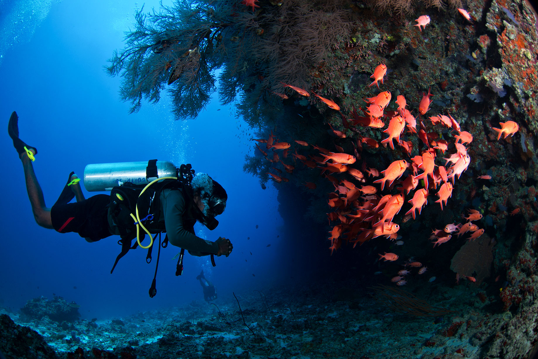 A scuba diver observes a school of orange fish beside a reef wall at Okkobe Thila in North Malé Atoll, Maldives.