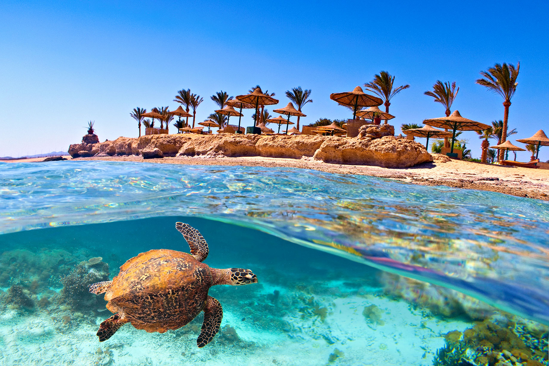 A sea turtle below the waterline, with a beach, palm trees and thatched parasols above on Egypt’s Red Sea coast.